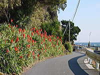 白浜海岸　アロエの花の写真