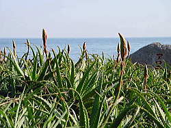 白浜海岸　アロエの花の写真