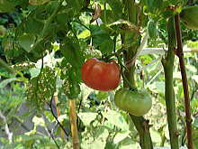 ２００５年７月２０日　桜家のトマト