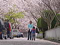 母と子〜下田市内の桜の下で