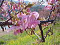 南伊豆町の桜
